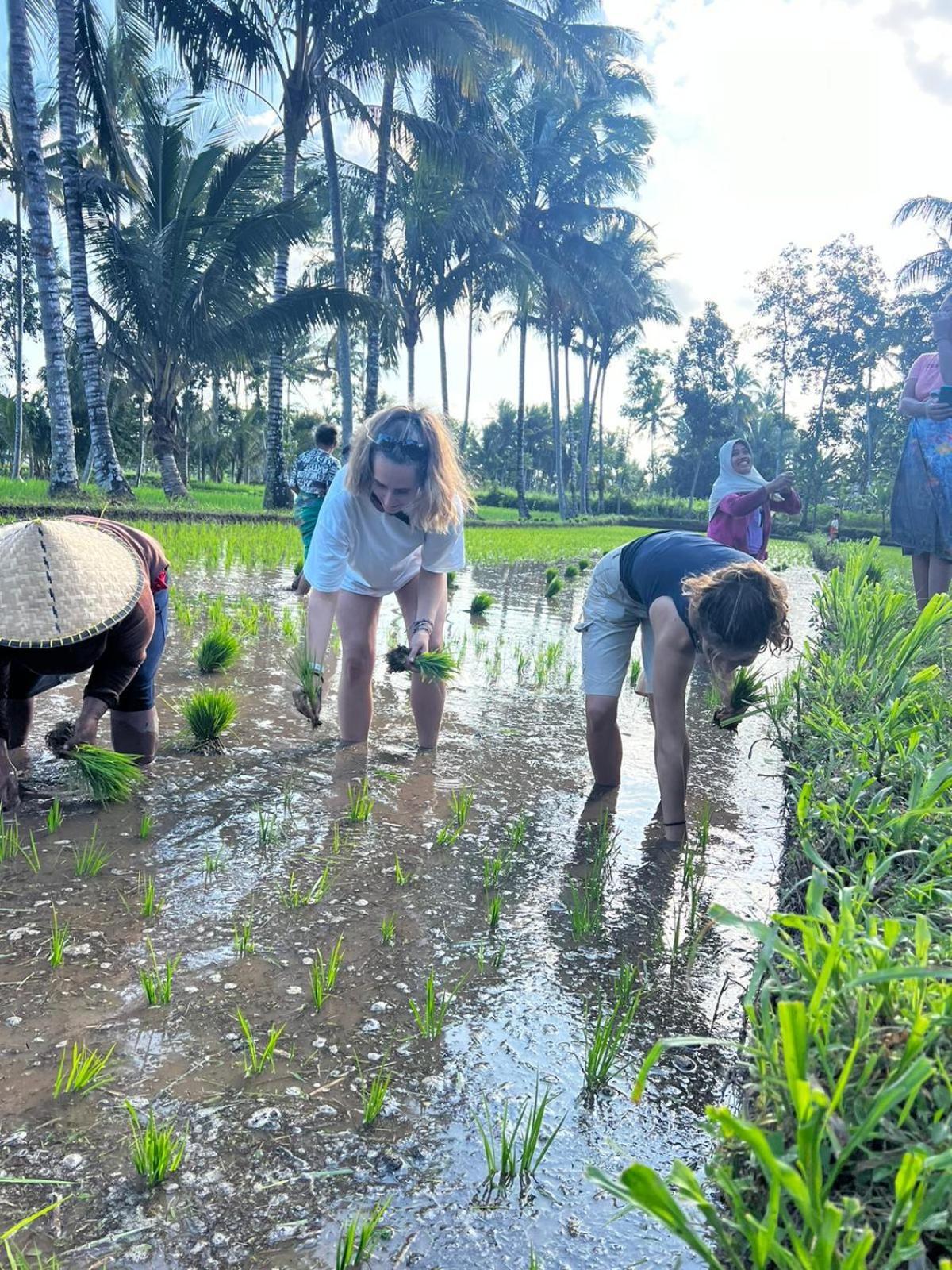 Avocado Homestay Tetebatu Bagian luar foto