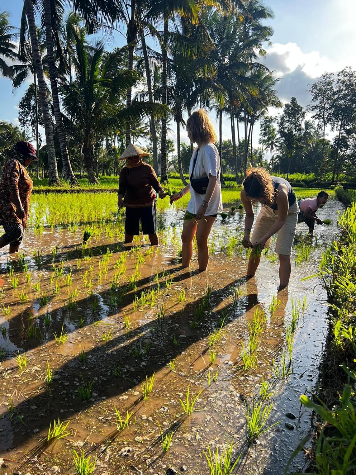 Avocado Homestay Tetebatu Bagian luar foto