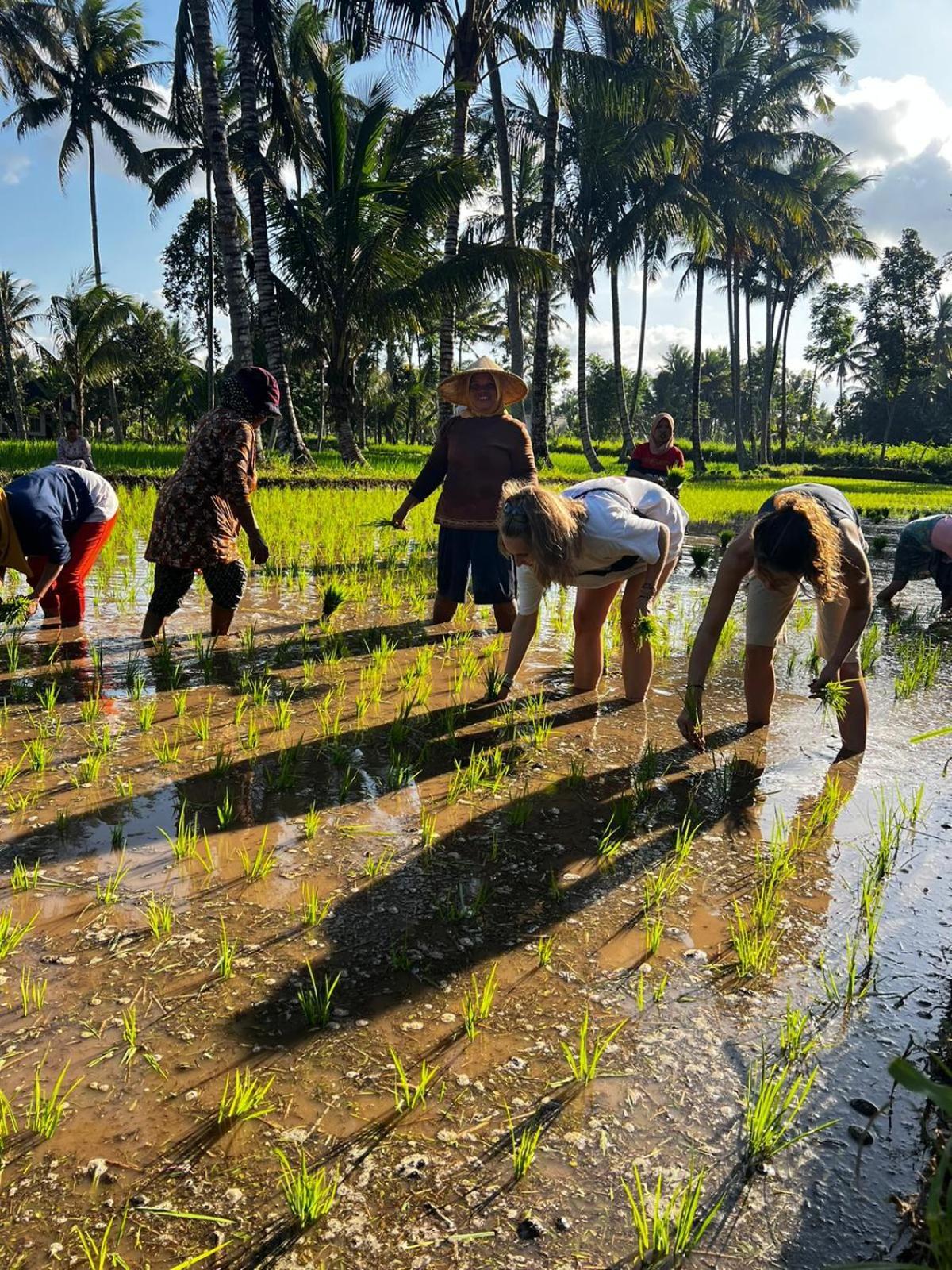 Avocado Homestay Tetebatu Bagian luar foto